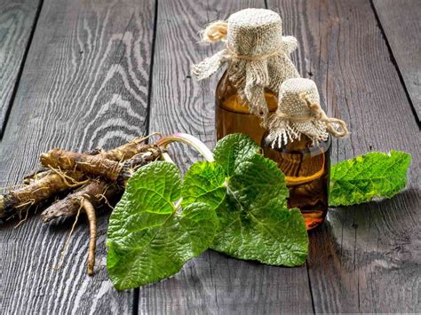 burdock root hindi|More.